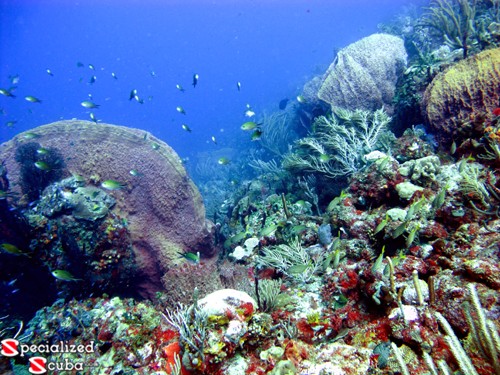 Brown Chromis, sponges and corals