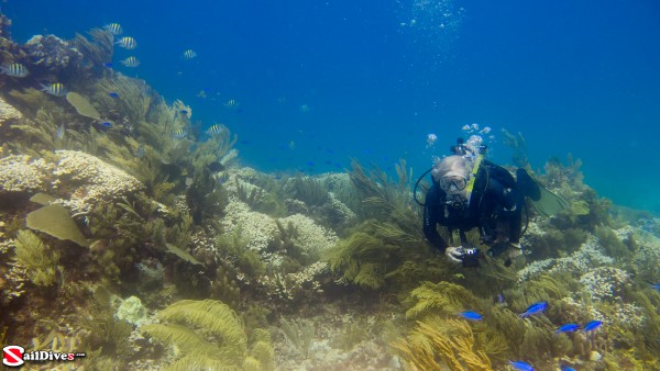 Diver on reef