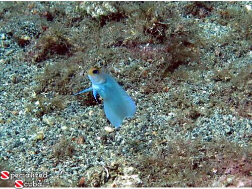 Yellowhead jawfish