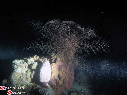 Basket Star Opened on Night Dive
