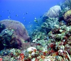 Brown Chromis, sponges and corals