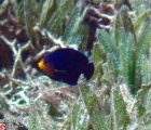 Cherubfish