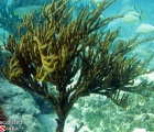 Large Tree Sized Sea Rod