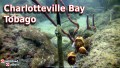 Charlotteville Bay - Tobago