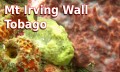 Mt Irving Wall - Tobago (Frogfish)