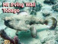 Mt Irving Wall - Tobago (Batfish)